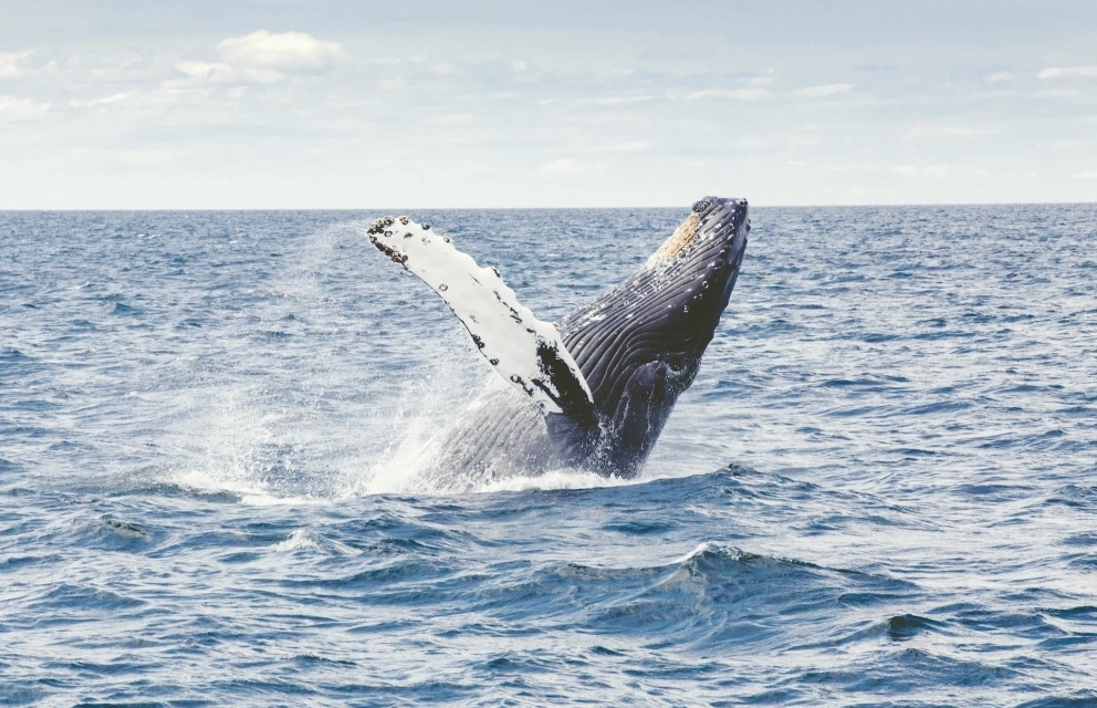 Териберка с выходом в море на поиски китов