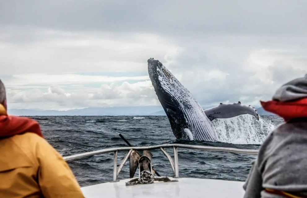 Морская прогулка из Териберки «В поисках китов»